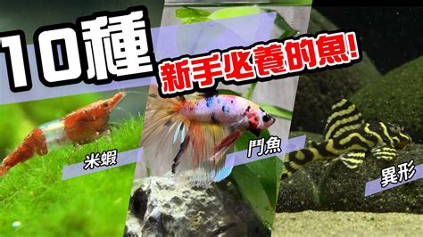 養魚推薦|養魚新手入門：12個教學讓你養魚一次上手（新手必讀）